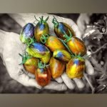 Heirloom Atomic grape tomato seeds