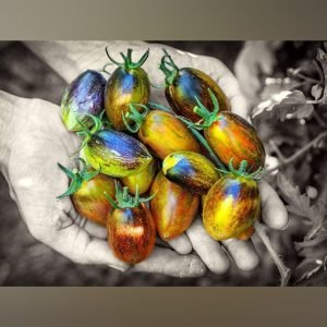 Heirloom Atomic grape tomato seeds