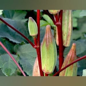 Heirloom Hill Country Red Okra Seeds