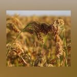 Native Hill Proso millet / Varagu seeds