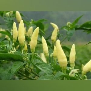Heirloom White Birdseye chilli Seeds