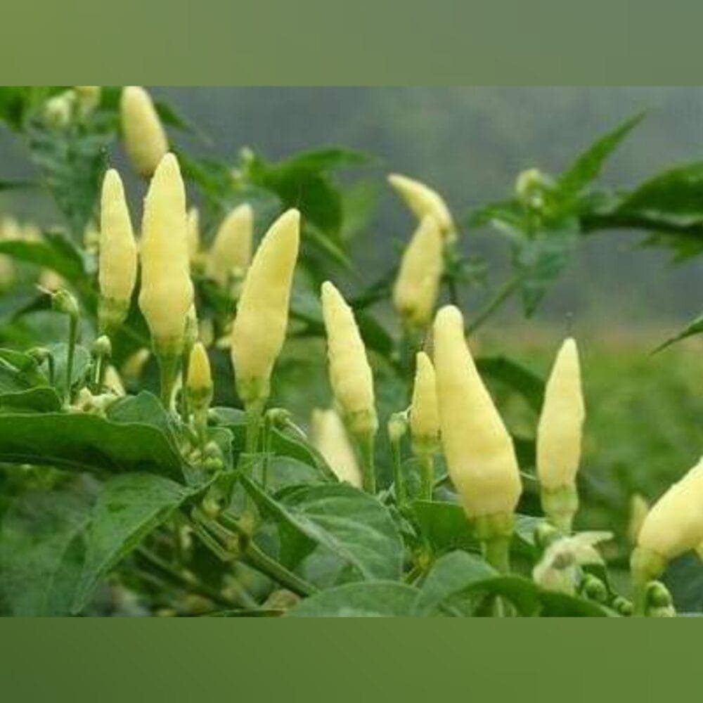 Heirloom White Birdseye chilli Seeds