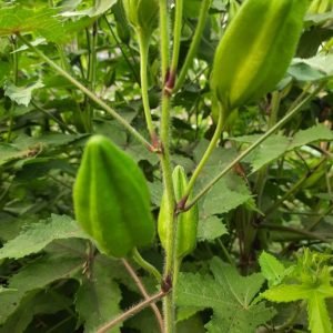 Musk Mallow Kasthuri Okra Seeds
