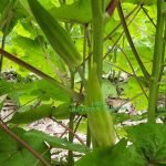 Indigenous Forest Okra Seeds
