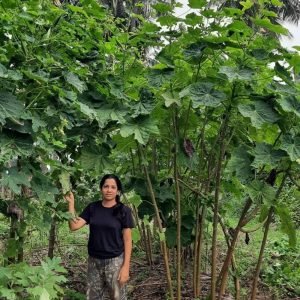 Heirloom Assam Giant Tree Okra Seeds