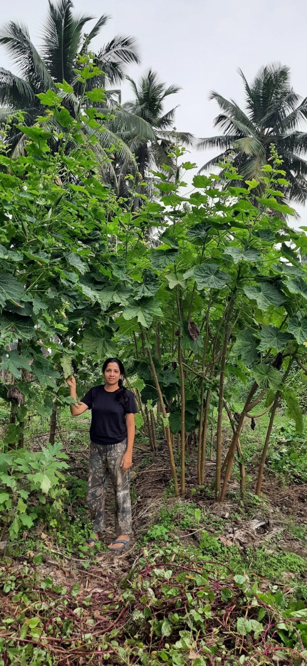 Heirloom Assam Giant Tree Okra Seeds