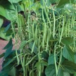 Green French Bush Bean Seeds