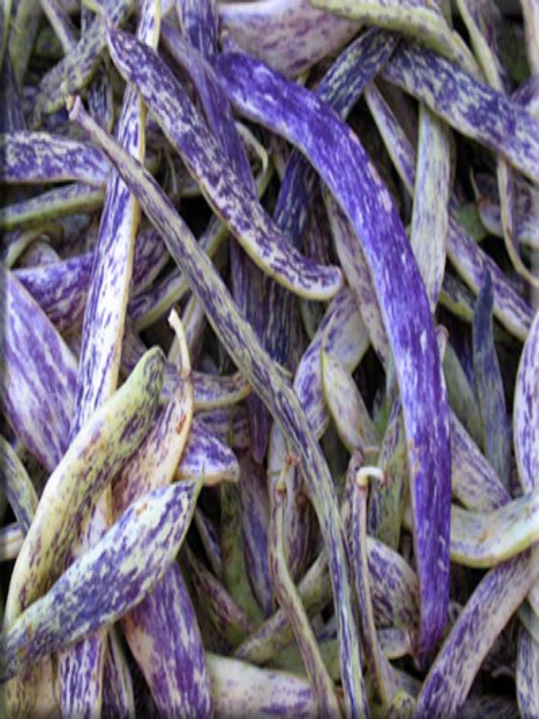 Dragon Tongue Bean Gardening Seeds - Image 3