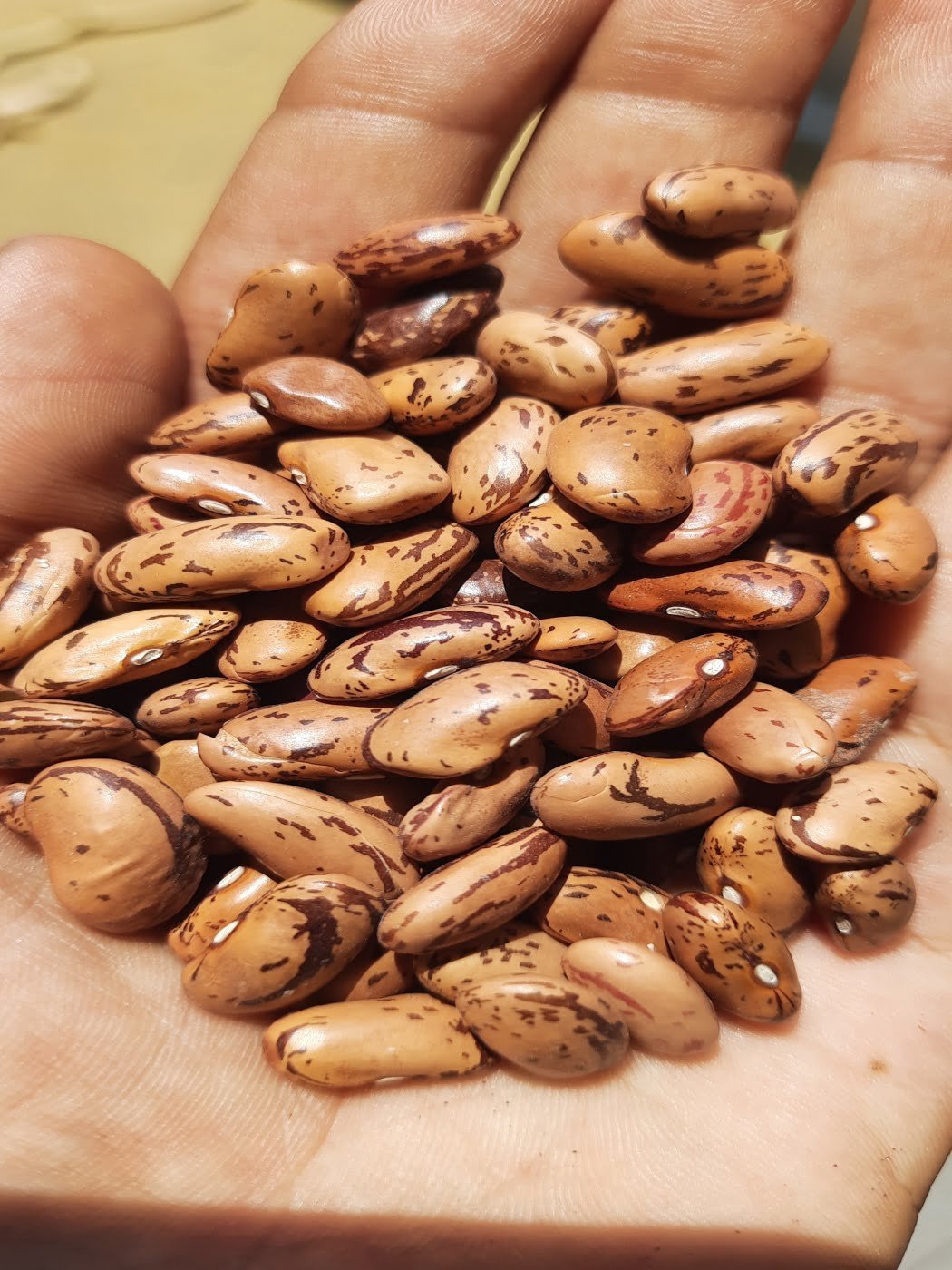 Dragon Tongue Bean Gardening Seeds - Image 2