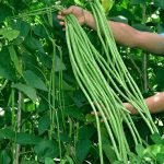 Green yard long bean Gardening seeds