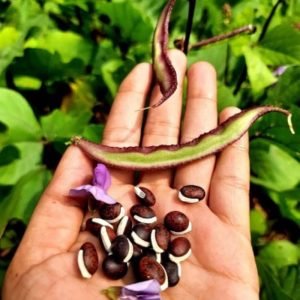 Dolichos Chicken Beans Violet Bush Local Seeds