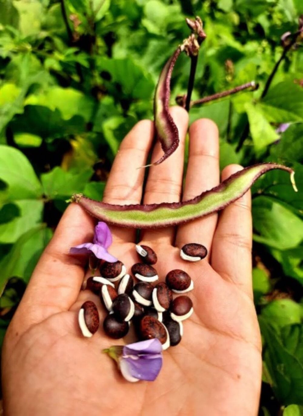 Dolichos Chicken Beans Violet Bush Local Seeds