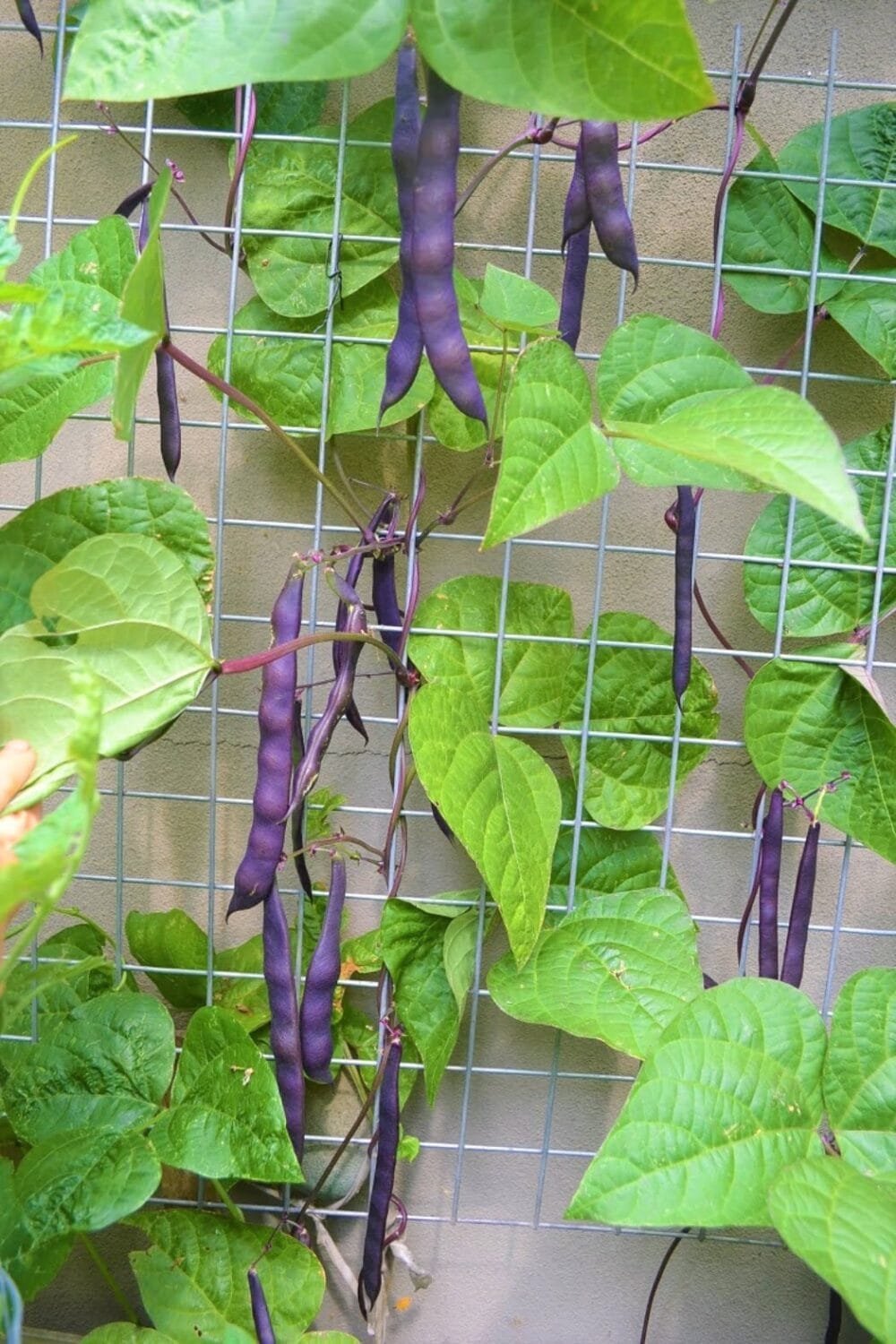 Purple Pole Bean Gardening Heirloom Seeds