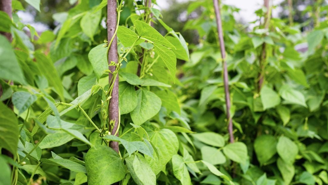 Climbing French Green Bean Seeds - Image 2