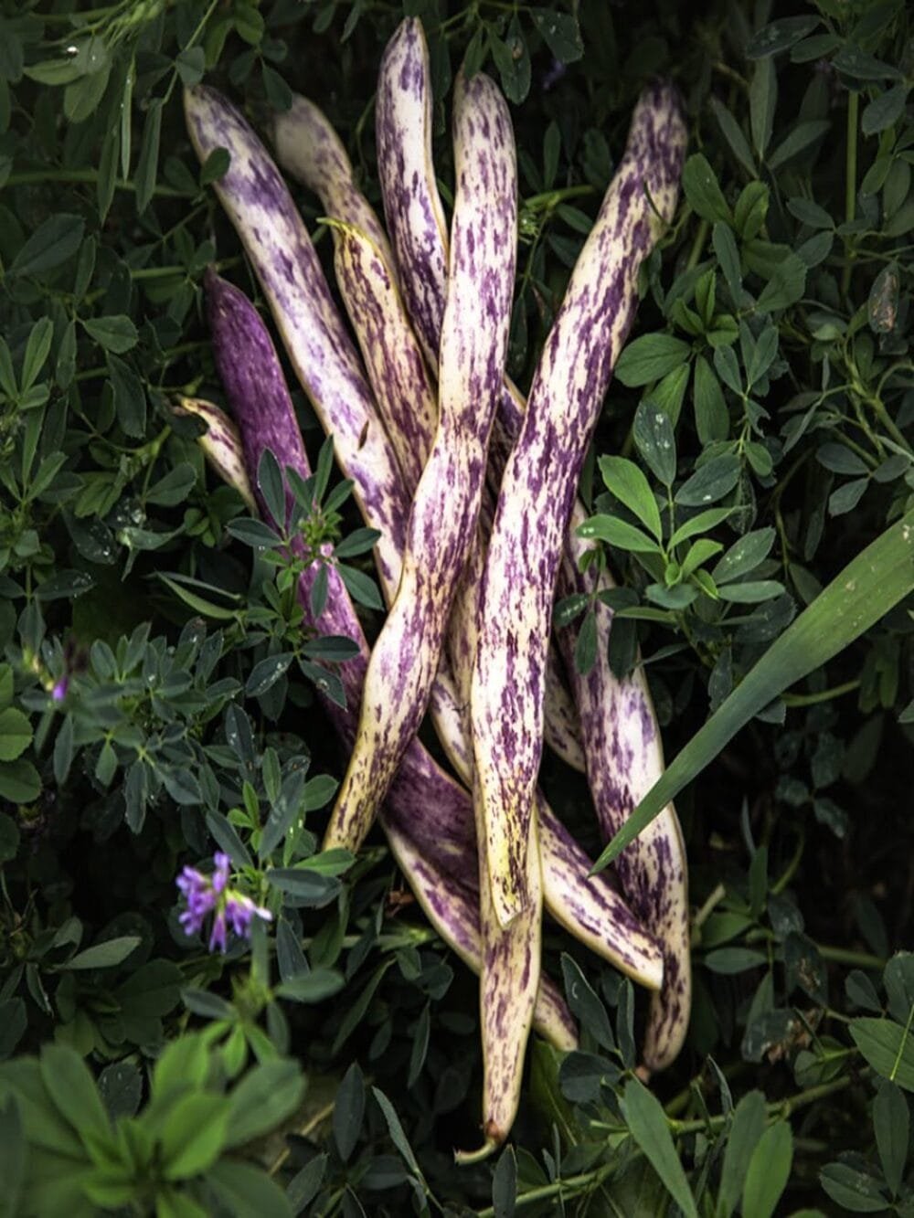 Dragon Tongue Bean Gardening Seeds