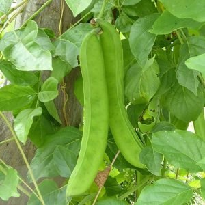 Climbing Red Sword Bean Seeds
