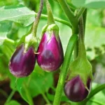 Open Pollinated Purple Round Brinjal Seeds