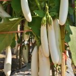 White Brinjal Long open Pollinated Seeds
