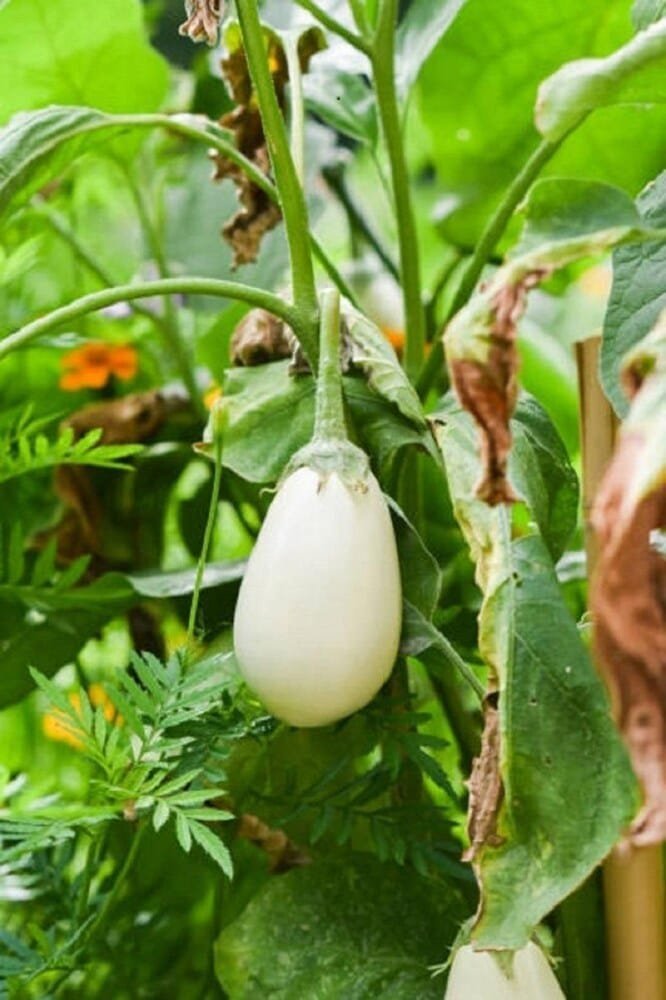 White Egg Brinjal open pollinated Seeds