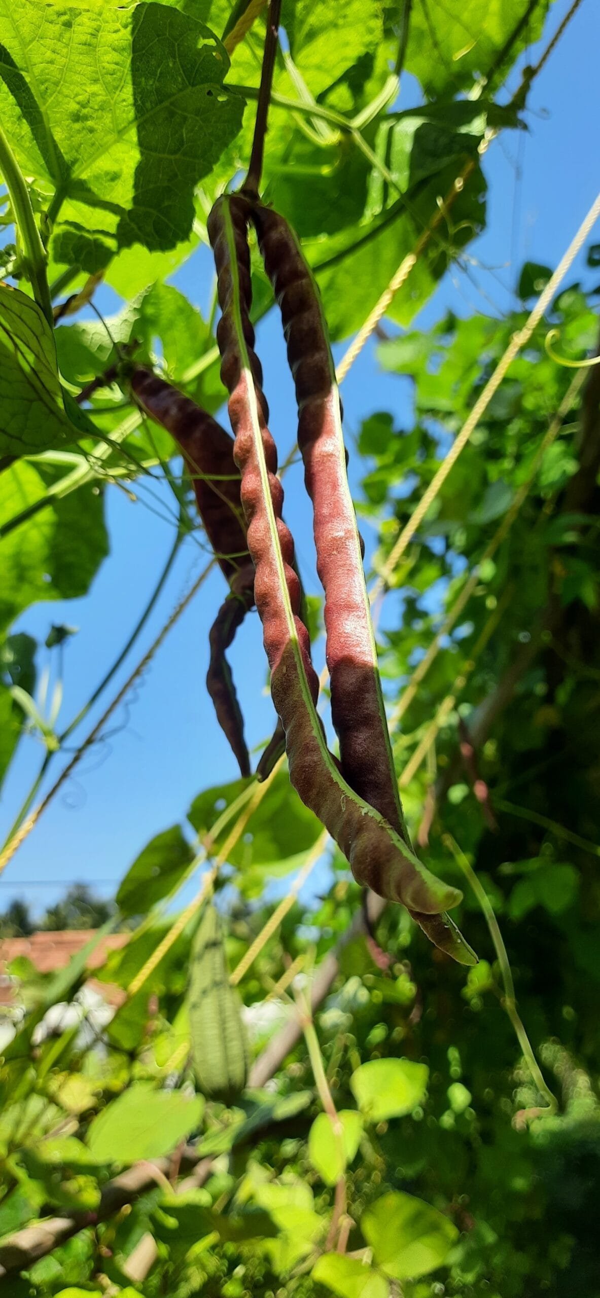 Red Fibreless Cow pea heirloom seeds - Image 2