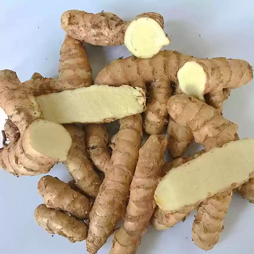 Wild Kasthuri Turmeric Rhizome seeds