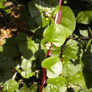 Red Stem Malabar Spinach Pasalai keerai seeds