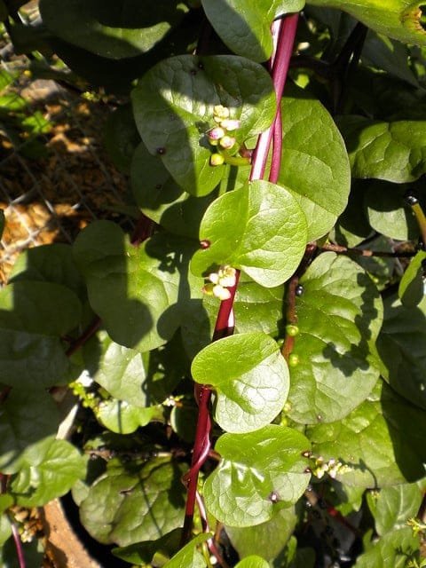 Red Stem Malabar Spinach Pasalai keerai seeds