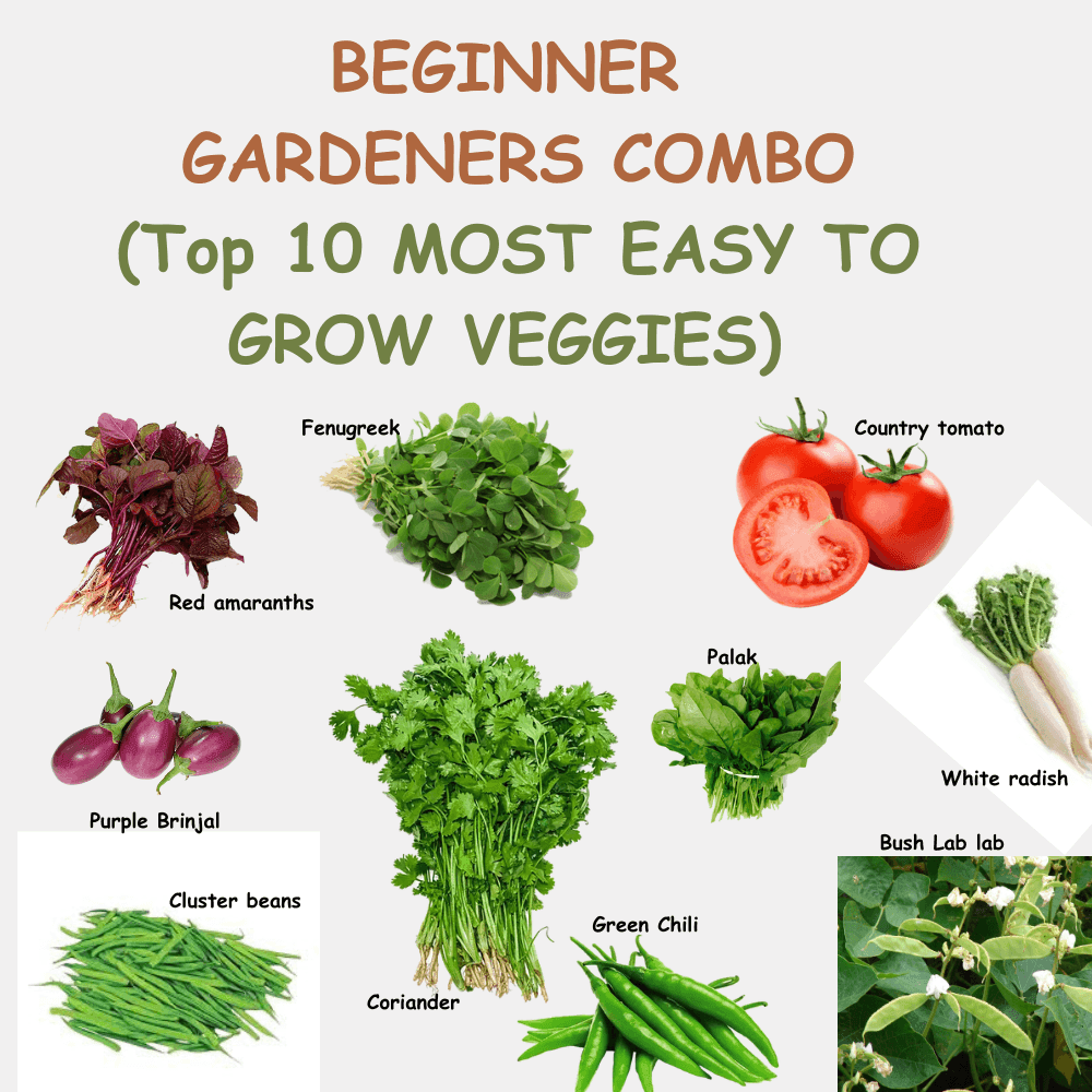 Beginners Home Gardening Combo Seeds Pack