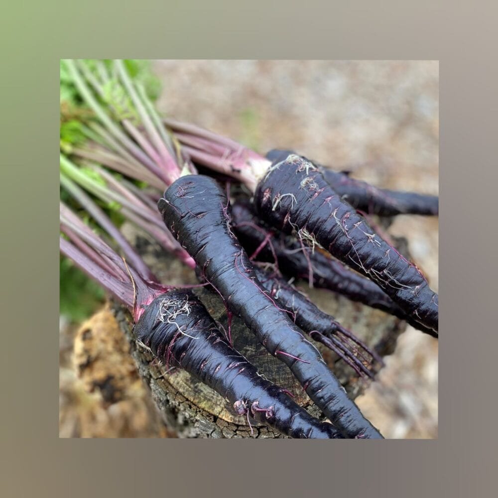 Indigenous Black Carrot gardening seeds