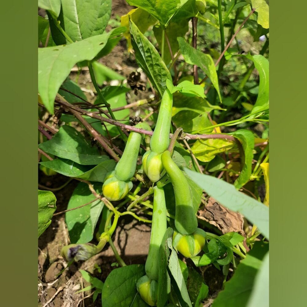 Clove Bean Green Gardening Seeds