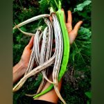 Indigenous Elephant Tusk Okra Seeds