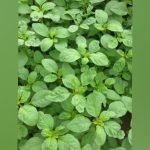 Green Sirukeerai - Small Green amaranthus seeds