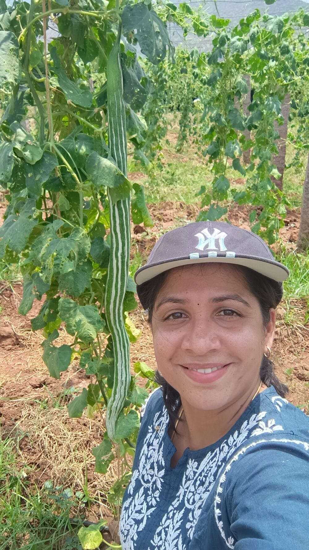 Snakegourd Green Long vegetable seeds / பாம்பு புடலை - Image 2