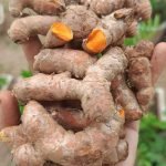 Native Lakadong Turmeric Rhizome Seeds