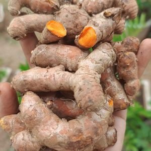 Native Lakadong Turmeric Rhizome Seeds