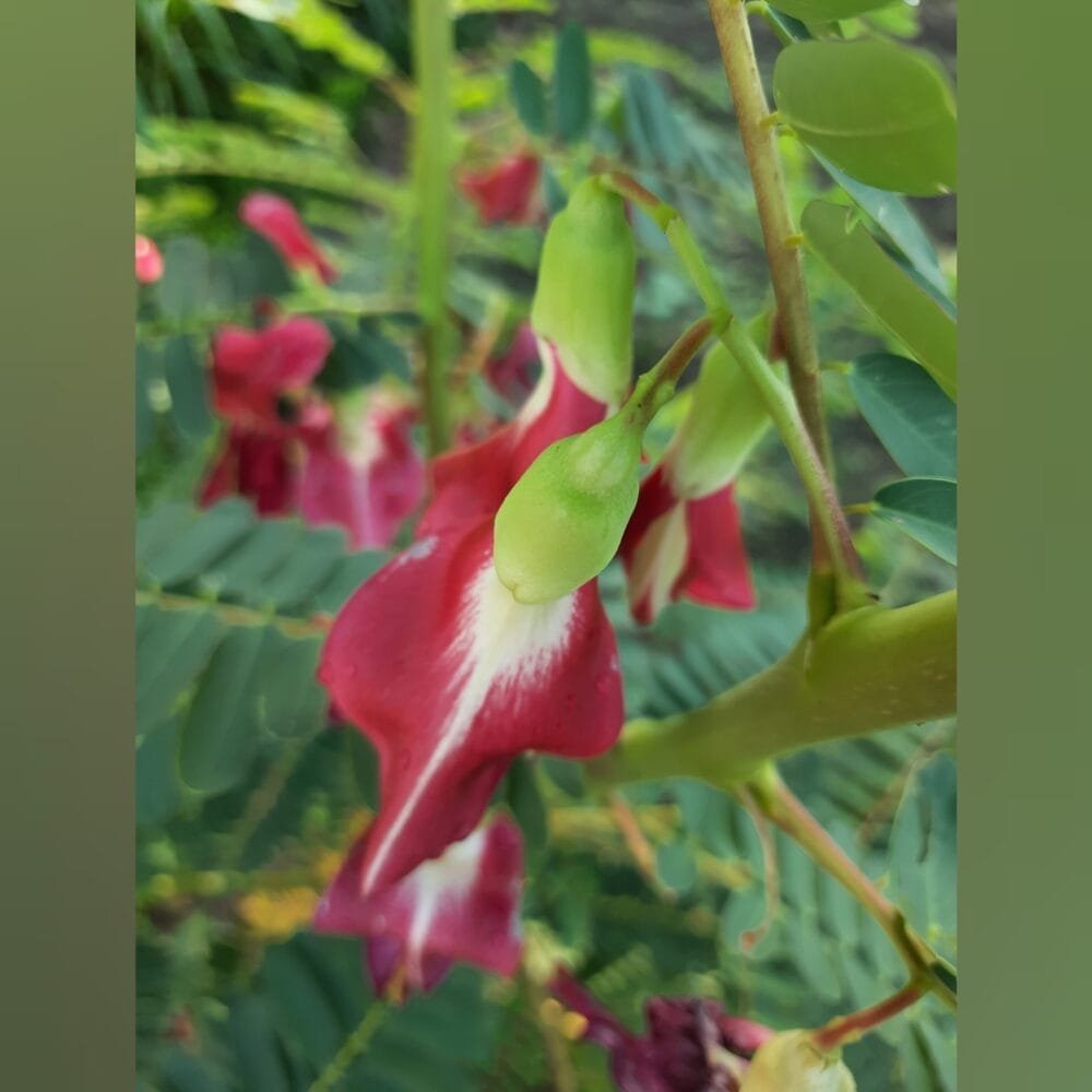 Sesbania Grandiflora Red Agathi flower seeds