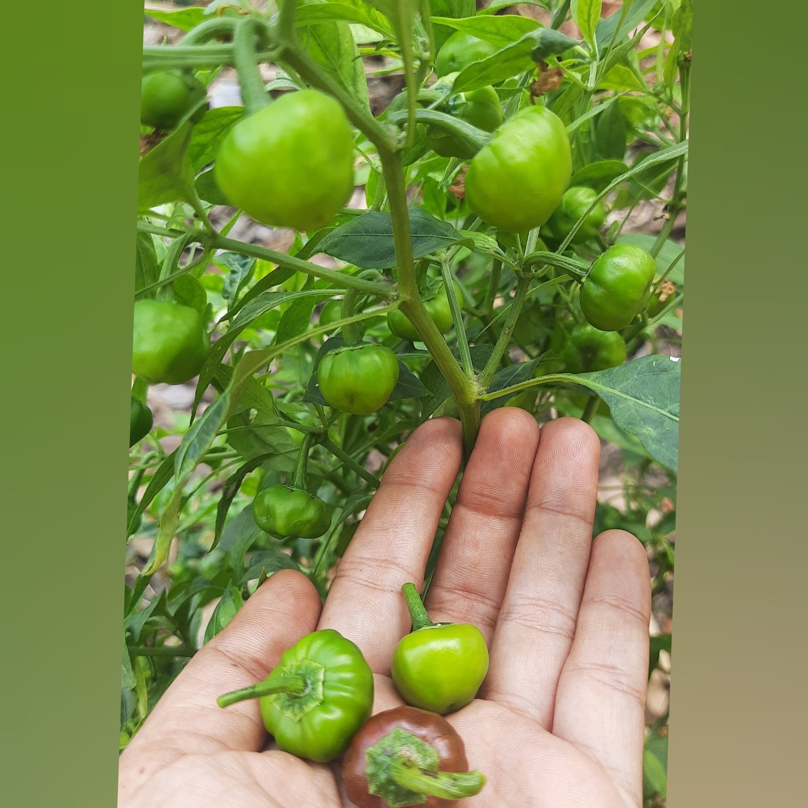 ramnad mundu mmilagai