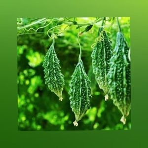 Bittergourd op vegetable seeds