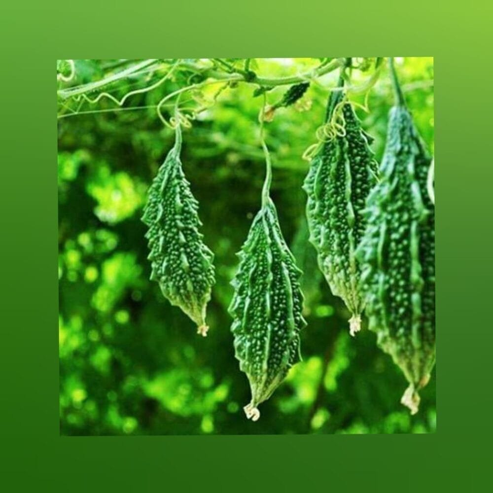 Bittergourd op vegetable seeds