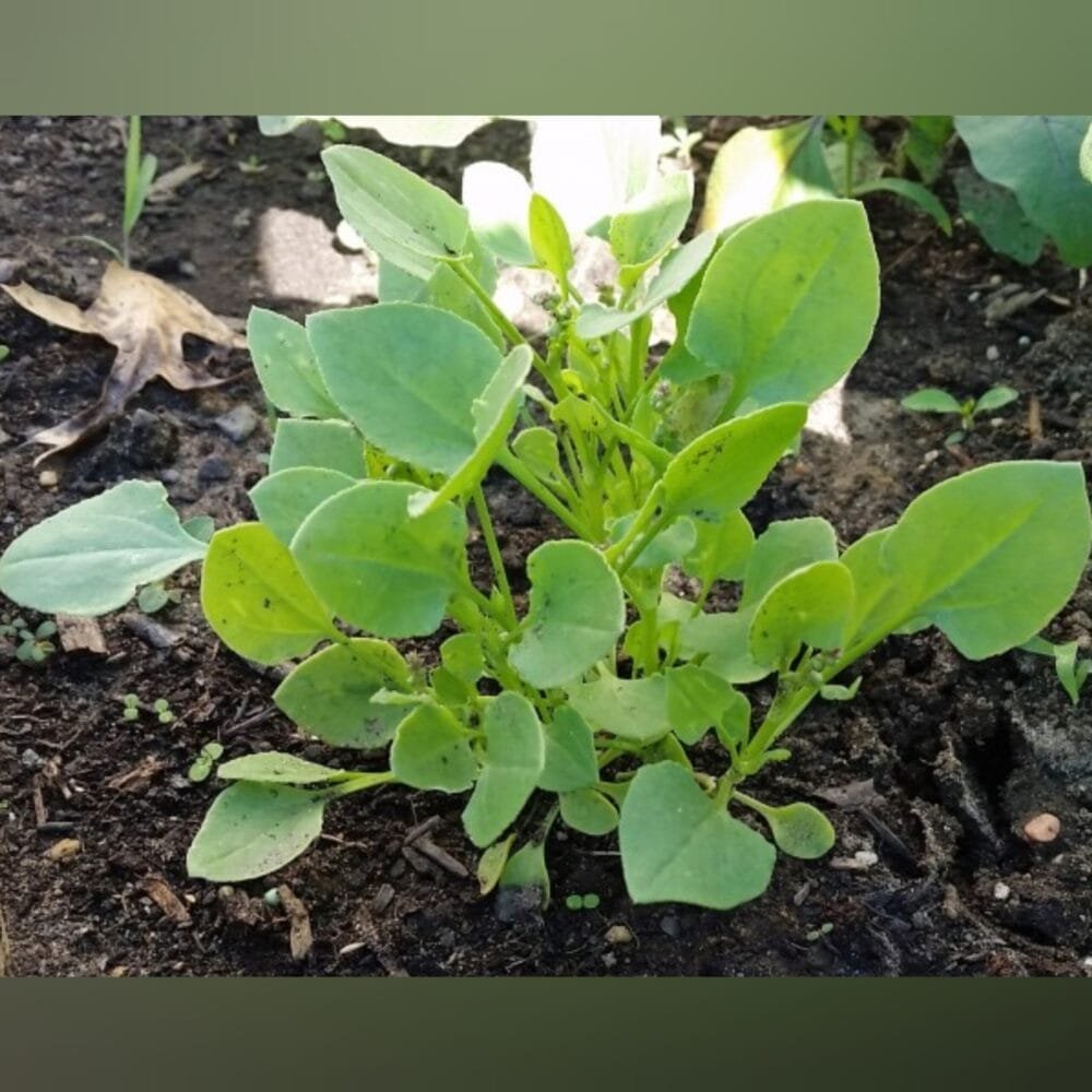 Sorrel Leaves சுக்கான் கீரை sukkan Keerai seeds