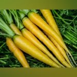 Yellow Carrot OP gardening Seeds