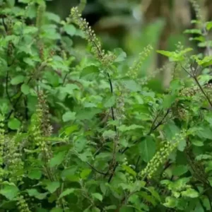Krishna Tulsi