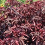 Cranberry Hibiscus Gongura Red Leaves vegetable seeds