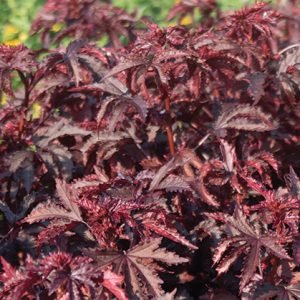 Cranberry Hibiscus Gongura Red Leaves vegetable seeds