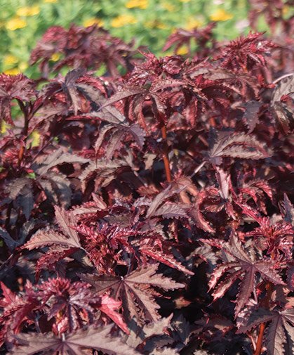 Cranberry Hibiscus Gongura Red Leaves vegetable seeds