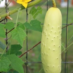 Poona Kheera Cucumber native Seeds