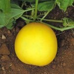 Round cucumber Seeds
