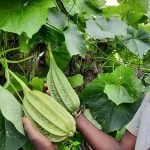 Dubai Short Ridgegourd vegetable Seeds
