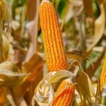 Hilly makka Yellow Corn Seeds
