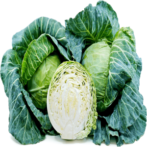 Green Star Cabbage OP Gardening seeds